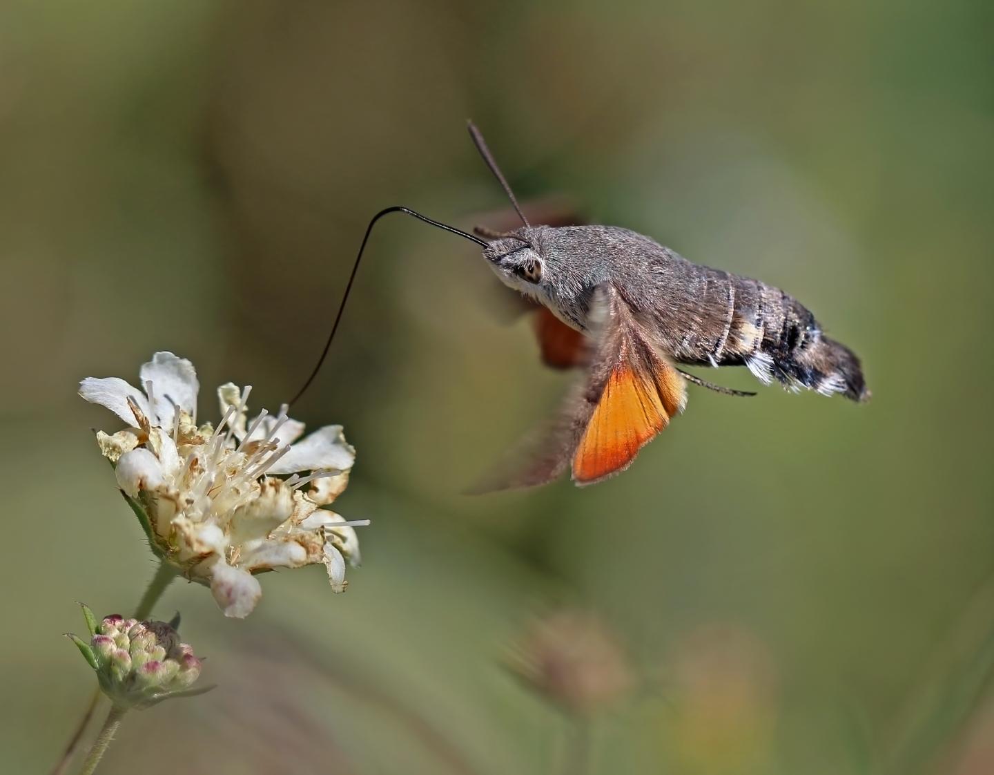 Hummingbird Hawkmoth