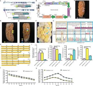 Fig. 1. A cytosine base editor-based strategy for the one-step generation of sh2isu1 sweet maize.