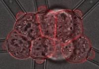 8-Cells Embryos during Experiment