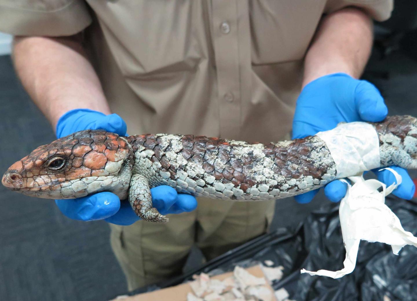 Shingleback lizard
