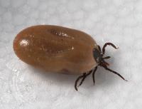 Black Legged Tick