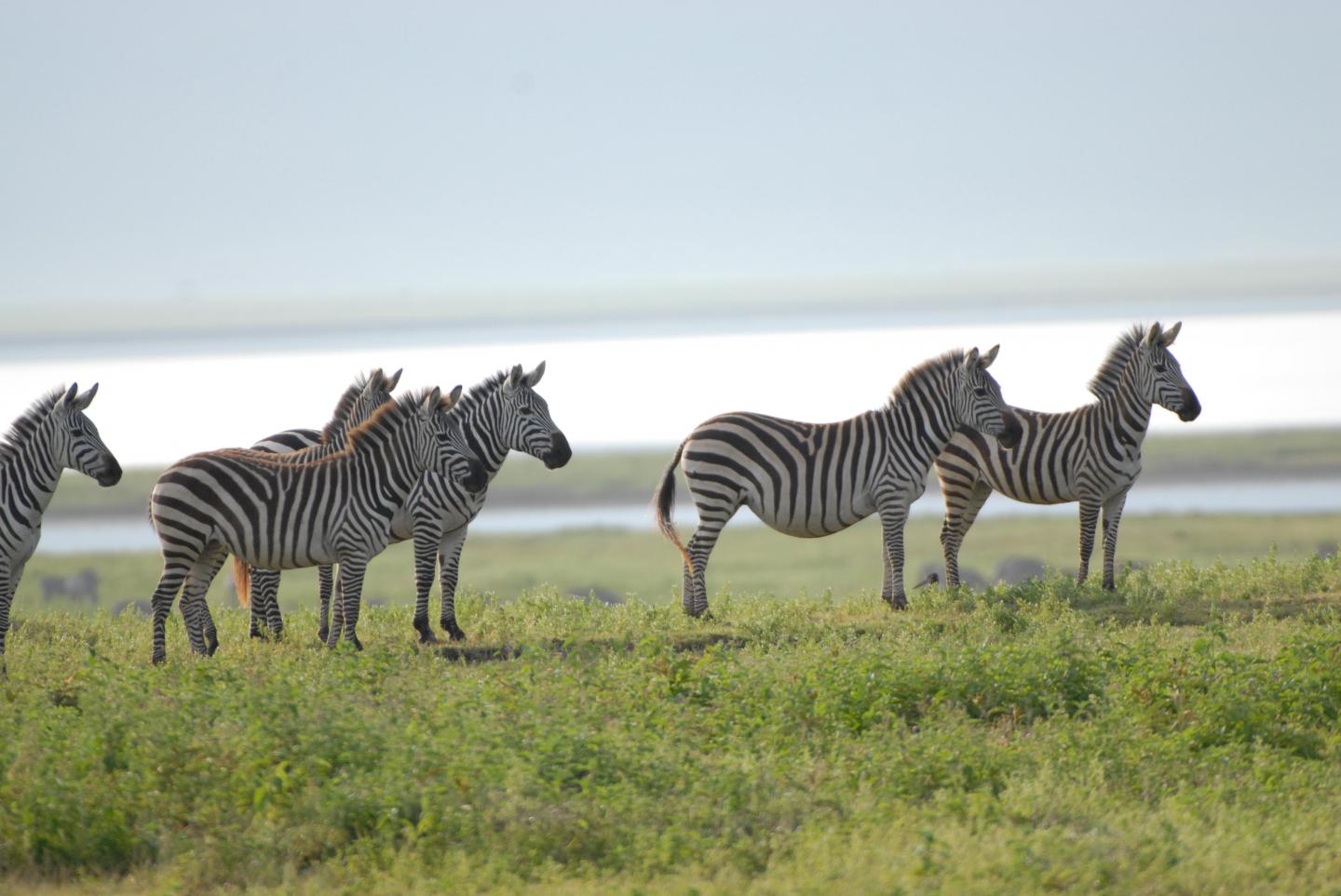 zebra