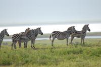 zebra