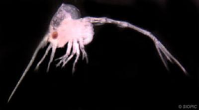 Decapod