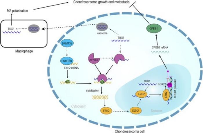Mechanistic scheme of TUG1 in chondrosarcoma.