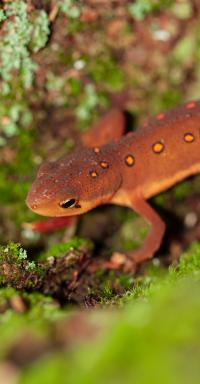 Eastern Newt