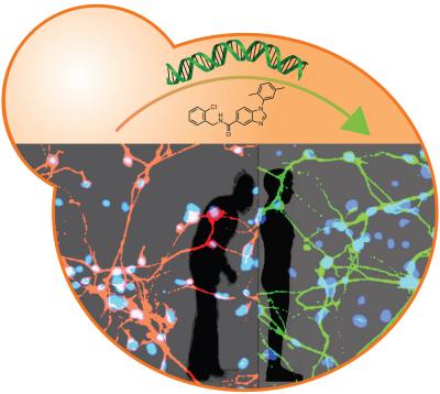 Yeast, Human Stem Cells Drive Discovery of New Parkinson's Disease Drug Targets