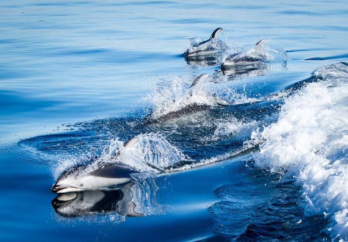 Pacific white-sided dolphins