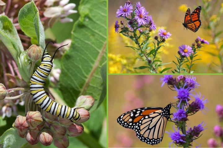 Milkweeds and Monarchs
