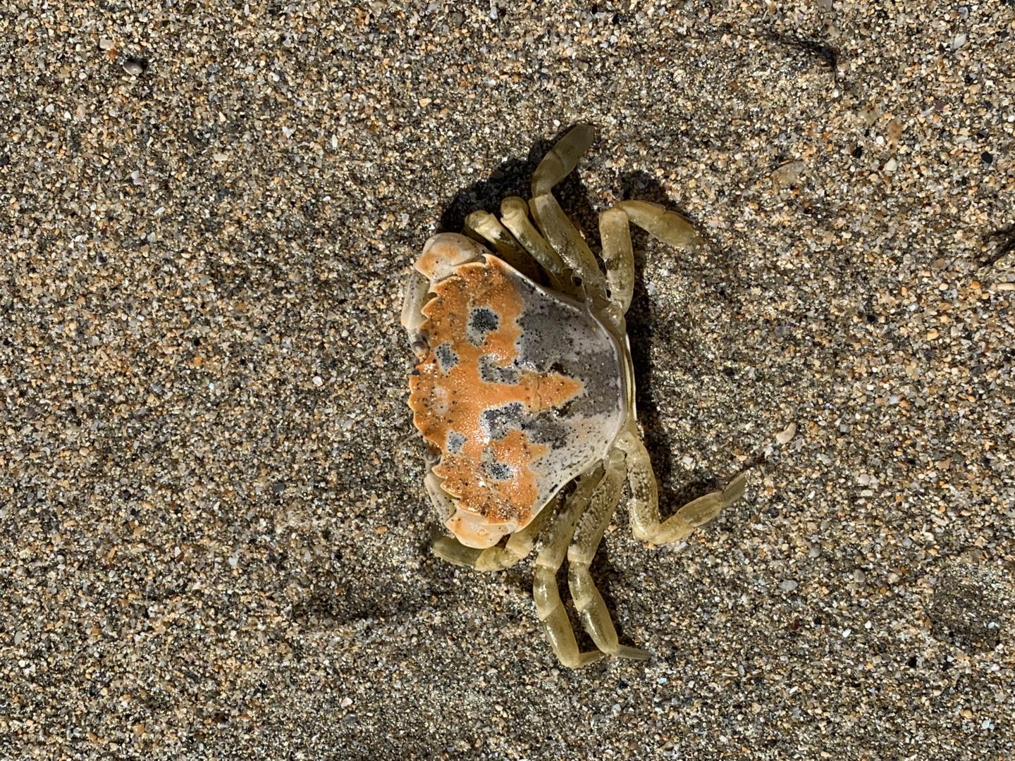 A Rock Pool Crab