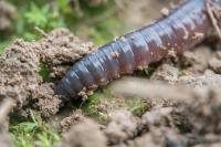 Earthworm