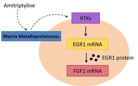 Proposed Cellular Mechanism