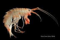 Antarctic Marine Biodiversity Data Now Online (3 of 3)