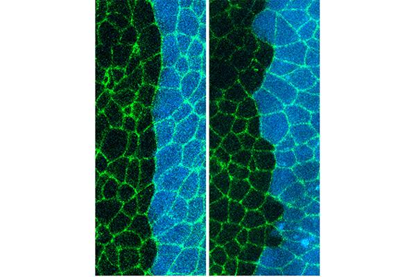 Protein Tells Developing Cells to Stick Together