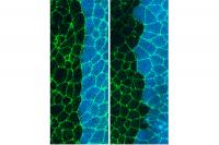 Protein Tells Developing Cells to Stick Together