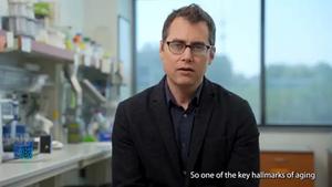 How Our Cells Fuel Aging and Inflammation