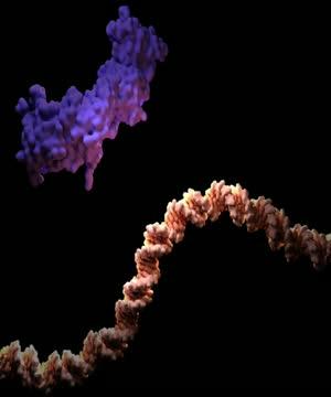 New DNA modification discovered in zebrafish genome