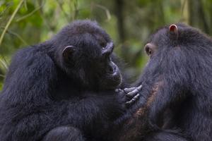 Social grooming between two chimpanzees in the Budongo Forest