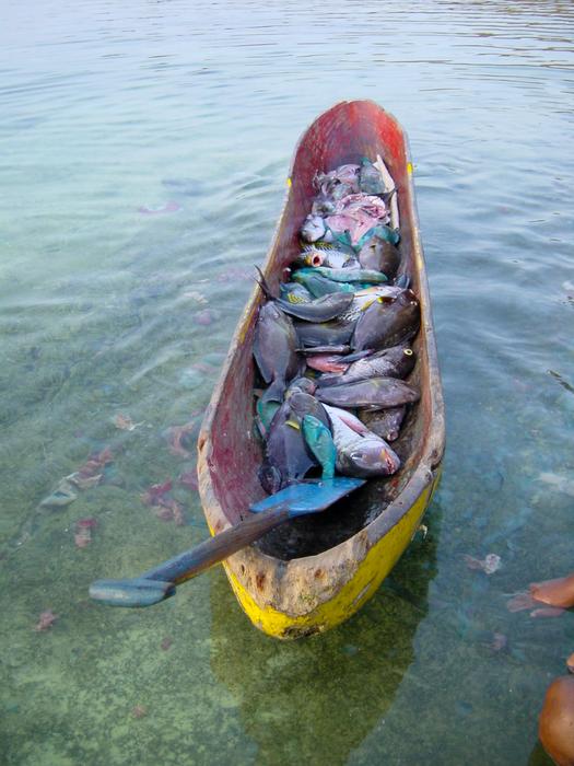 A multi species coral reef fish catch
