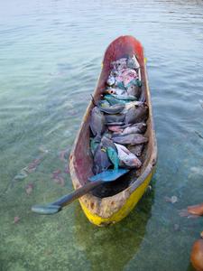 A multi species coral reef fish catch