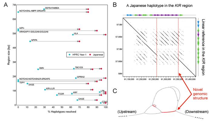 Key gene results