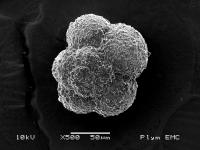 Calcifying Plankton