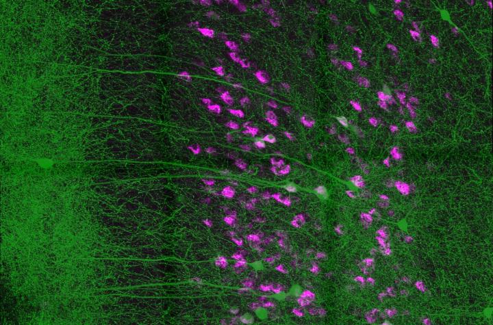 Neural Connection Keeps Instincts in Check