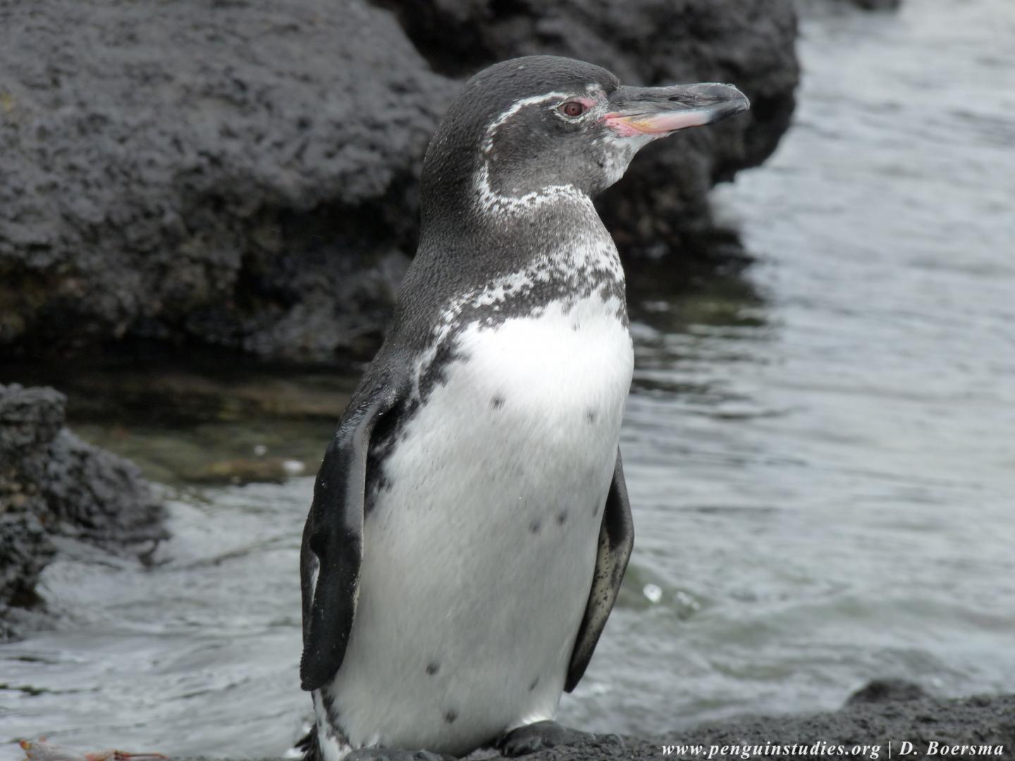 Galapagos Penguin