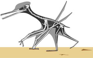 Skeletal reconstruction