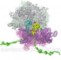 Amino Acid