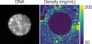 Cell nucleus reconstituted in vitro in Xenopus laevis (African clawed frog) egg extract