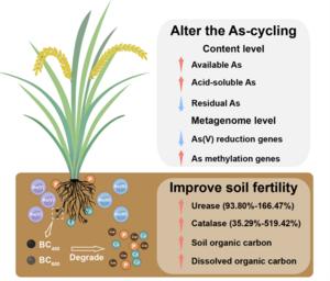 Micro-nanoscale bone char modulates rhizosphere As-cycling genes and enhances soil fertility in arsenic-contaminated paddy soil