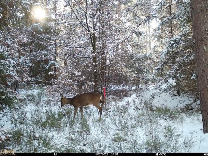 Roe deer in study plot