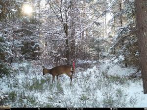 Roe deer in study plot