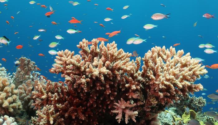 Acropora eurystoma, the Gulf of Aqaba
