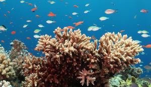 Acropora eurystoma, the Gulf of Aqaba