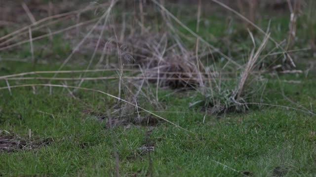 Mills Winter Hare Video