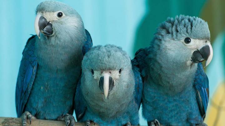 Spix's macaw