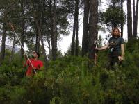 Collecting Maritime Pine Samples
