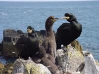 Shags on the Isle of May, Scotland