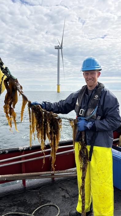Suger kelp 1