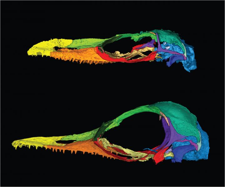 New Species Belongs to Genus Originally Misidentified as Bird
