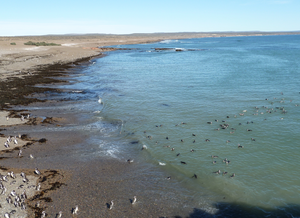 Summer at Punta Tombo along the coast