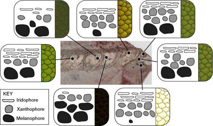 Color-Producing Cell Locations