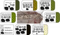 Color-Producing Cell Locations