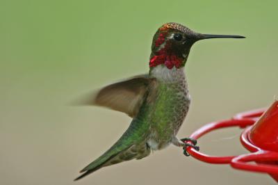 Anna's Hummingbird