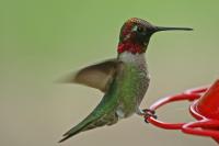 Anna's Hummingbird