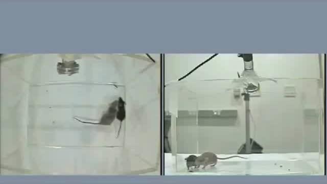 Social and Vocal Interactions between Mice