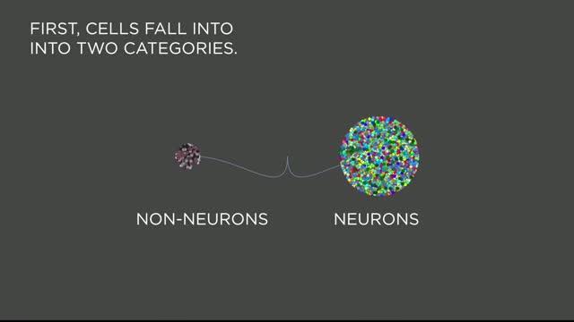 A Cellular Taxonomy of the Visual Cortex