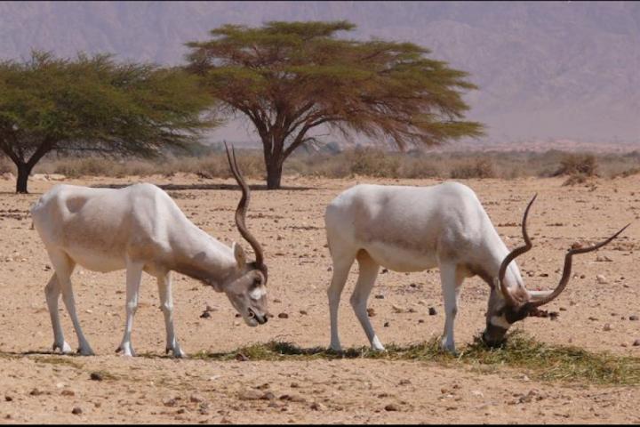 Original photo of ibis by Dr. Zachi Evenor